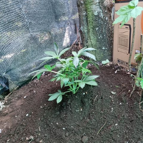 Ak47 Original growlog photo: Se realiza trasplante de 5 ejemplares hacia exterior aplicando micorrizas marca GREATWHITE Granular-1 (2g/planta) en terreno.