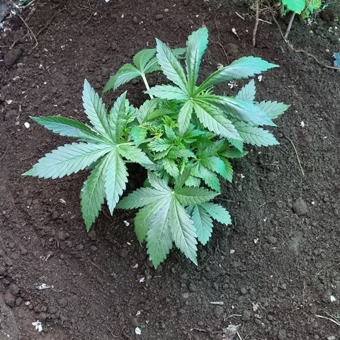 Ak47 Original growlog photo: Se realiza trasplante de 5 ejemplares hacia exterior aplicando micorrizas marca GREATWHITE Granular-1 (2g/planta) en terreno.