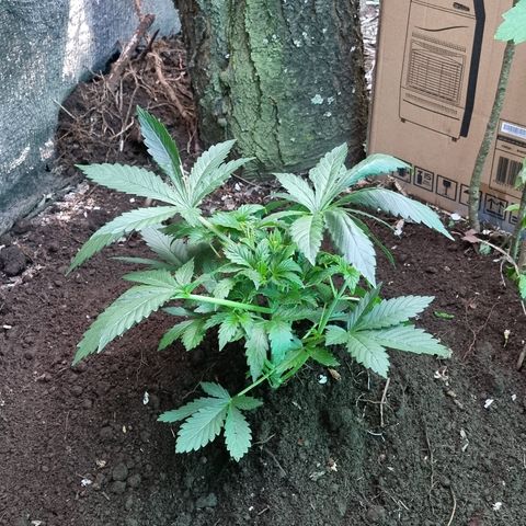 Ak47 Original growlog photo: Se realiza trasplante de 5 ejemplares hacia exterior aplicando micorrizas marca GREATWHITE Granular-1 (2g/planta) en terreno.