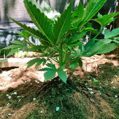 Ak47 Original growlog photo: Se realiza trasplante de 5 ejemplares hacia exterior aplicando micorrizas marca GREATWHITE Granular-1 (2g/planta) en terreno.