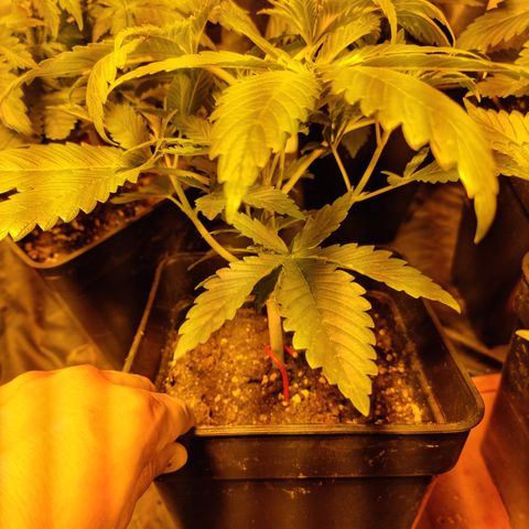 Ak47 Original growlog photo: Día 2 después de la poda, se ven super bien!