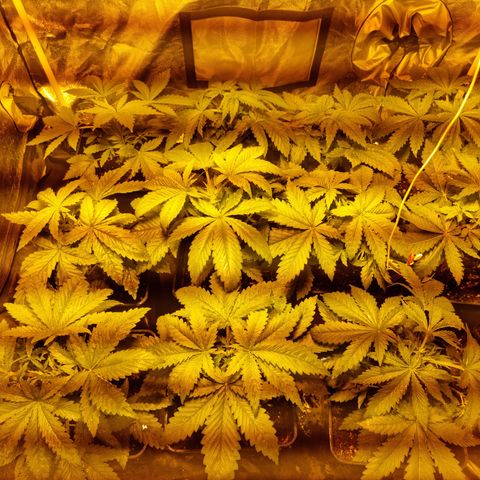 Ak47 Original growlog photo: Día 2 después de la poda, se ven super bien!