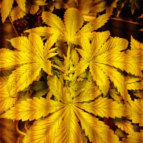 Ak47 Original growlog photo: Día 2 después de la poda, se ven super bien!