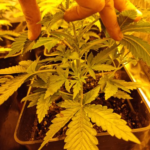 Ak47 Original growlog photo: Se aplica poda apical a todas las plantas (11un)