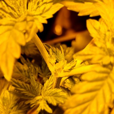 Ak47 Original growlog photo: Se aplica poda aplical a todas las plantas (11un)