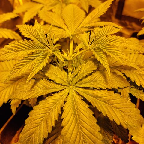 Ak47 Original growlog photo: Se aplica poda apical a todas las plantas (11un)