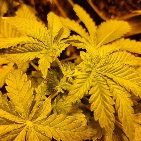 Ak47 Original growlog photo: Se aplica poda aplical a todas las plantas (11un)
