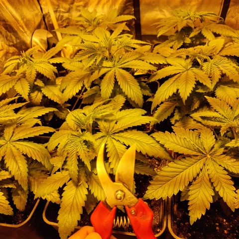 Ak47 Original growlog photo: Se aplica poda aplical a todas las plantas (11un)