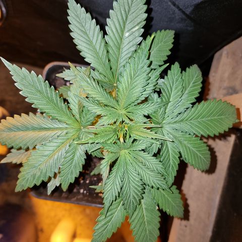 Ak47 Original growlog photo: Se aplica poda apical a todas las plantas (11un)