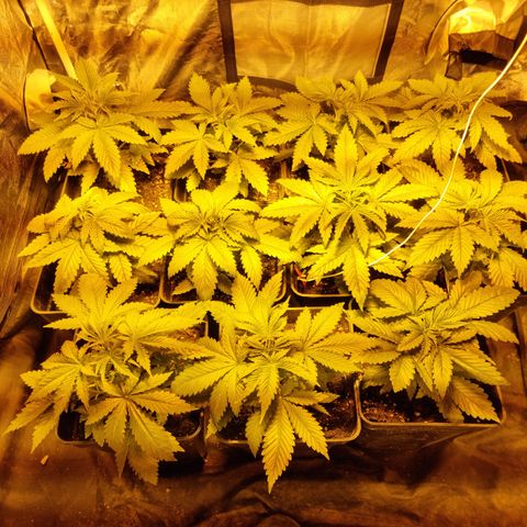 Ak47 Original growlog photo: Se aplica poda apical a todas las plantas (11un)