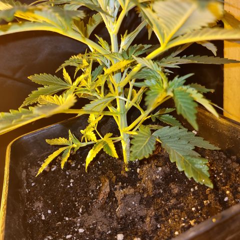 Ak47 Original growlog photo: Se aplica poda apical a todas las plantas (11un)