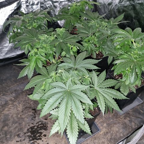 Ak47 Original growlog photo: Puntas con pigmentación un poco amarillas por eso hoy las regué poco 1/2lts de mezcla a c/u de TopCrop BigOne(2ml/lts) y DELTA (5ml/lts).