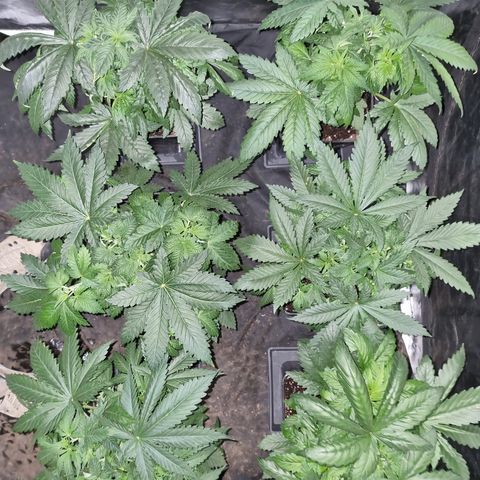 Ak47 Original growlog photo: Puntas con pigmentación un poco amarillas por eso hoy las regué poco 1/2lts de mezcla a c/u de TopCrop BigOne(2ml/lts) y DELTA (5ml/lts).