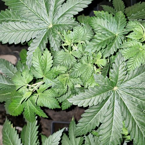 Ak47 Original growlog photo: Puntas con pigmentación un poco amarillas por eso hoy las regué poco 1/2lts de mezcla a c/u de TopCrop BigOne(2ml/lts) y DELTA (5ml/lts).