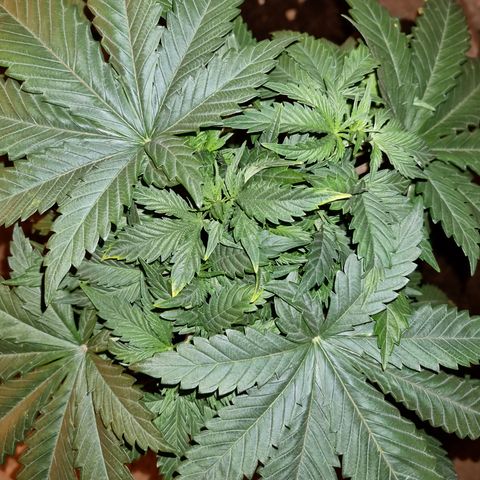 Ak47 Original growlog photo: Puntas con pigmentación un poco amarillas por eso hoy las regué poco 1/2lts de mezcla a c/u de TopCrop BigOne(2ml/lts) y DELTA (5ml/lts).