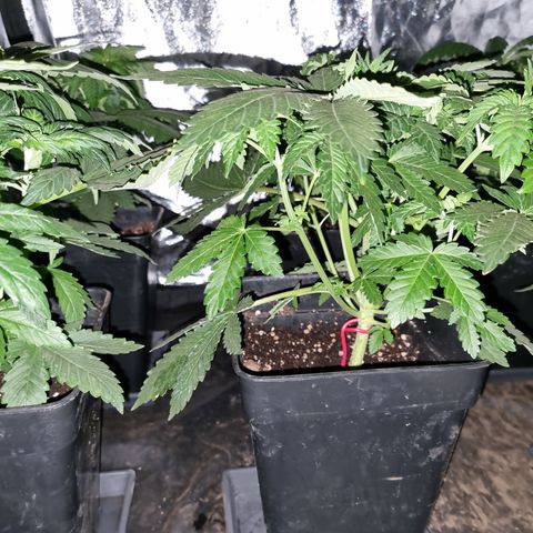 Ak47 Original growlog photo: Puntas con pigmentación un poco amarillas por eso hoy las regué poco 1/2lts de mezcla a c/u de TopCrop BigOne(2ml/lts) y DELTA (5ml/lts).