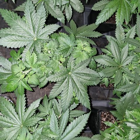Ak47 Original growlog photo: Puntas con pigmentación un poco amarillas por eso hoy las regué poco 1/2lts de mezcla a c/u de TopCrop BigOne(2ml/lts) y DELTA (5ml/lts).