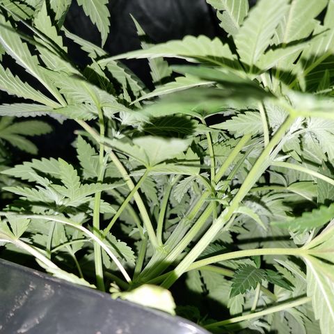 Ak47 Original growlog photo: Puntas con pigmentación un poco amarillas por eso hoy las regué poco 1/2lts de mezcla a c/u de TopCrop BigOne(2ml/lts) y DELTA (5ml/lts).