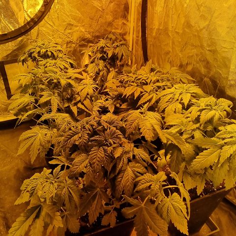 Ak47 Original growlog photo: Se posaron todas las hojas grandes 