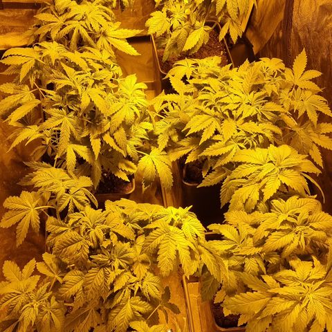 Ak47 Original growlog photo: Se posaron todas las hojas grandes 
