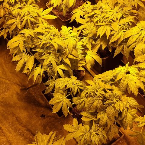 Ak47 Original growlog photo: Se posaron todas las hojas grandes 
