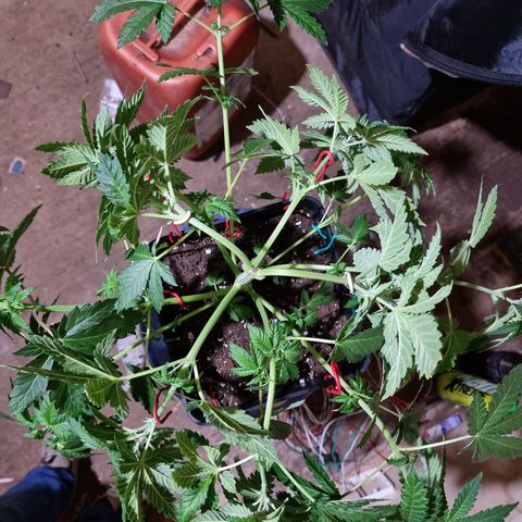 Ak47 Original growlog photo: Aplicamos procedimiento de bajo estrés (LST) a todas las plantas dentro del indor (6). El color de hojas es muy verde estas gigantes y hermosas, además regamos según peso y sequedad de cada una, agregamos TopCropBigOne (2ml/lts) 1/2" y DeltaNueve (6ml/lts) todo esto en conjunto rogándole aproximadamente 1/2 litro por planta.