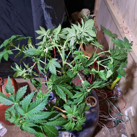 Ak47 Original growlog photo: Aplicamos procedimiento de bajo estrés (LST) a todas las plantas dentro del indor (6). El color de hojas es muy verde estas gigantes y hermosas, además regamos según peso y sequedad de cada una, agregamos TopCropBigOne (2ml/lts) 1/2" y DeltaNueve (6ml/lts) todo esto en conjunto rogándole aproximadamente 1/2 litro por planta.