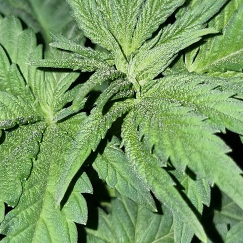 Ak47 Original growlog photo: Aplicamos procedimiento de bajo estrés (LST) a todas las plantas dentro del indor (6). El color de hojas es muy verde estas gigantes y hermosas, además regamos según peso y sequedad de cada una, agregamos TopCropBigOne (2ml/lts) 1/2" y DeltaNueve (6ml/lts) todo esto en conjunto rogándole aproximadamente 1/2 litro por planta.