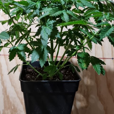 Ak47 Original growlog photo: Aplicamos procedimiento de bajo estrés (LST) a todas las plantas dentro del indor (6). El color de hojas es muy verde estas gigantes y hermosas, además regamos según peso y sequedad de cada una, agregamos TopCropBigOne (2ml/lts) 1/2" y DeltaNueve (6ml/lts) todo esto en conjunto rogándole aproximadamente 1/2 litro por planta.