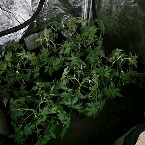 Ak47 Original growlog photo: Aplicamos procedimiento de bajo estrés (LST) a todas las plantas dentro del indor (6). El color de hojas es muy verde estas gigantes y hermosas, además regamos según peso y sequedad de cada una, agregamos TopCropBigOne (2ml/lts) 1/2" y DeltaNueve (6ml/lts) todo esto en conjunto rogándole aproximadamente 1/2 litro por planta.