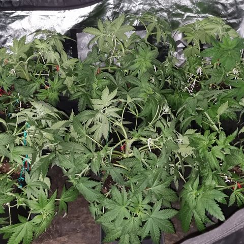 Ak47 Original growlog photo: Aplicamos procedimiento de bajo estrés (LST) a todas las plantas dentro del indor (6). El color de hojas es muy verde estas gigantes y hermosas, además regamos según peso y sequedad de cada una, agregamos TopCropBigOne (2ml/lts) 1/2" y DeltaNueve (6ml/lts) todo esto en conjunto rogándole aproximadamente 1/2 litro por planta.