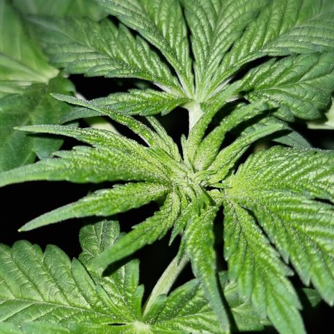 Ak47 Original growlog photo: Aplicamos procedimiento de bajo estrés (LST) a todas las plantas dentro del indor (6). El color de hojas es muy verde estas gigantes y hermosas, además regamos según peso y sequedad de cada una, agregamos TopCropBigOne (2ml/lts) 1/2" y DeltaNueve (6ml/lts) todo esto en conjunto rogándole aproximadamente 1/2 litro por planta.