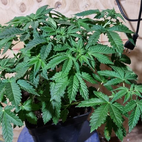 Ak47 Original growlog photo: Aplicamos procedimiento de bajo estrés (LST) a todas las plantas dentro del indor (6). El color de hojas es muy verde estas gigantes y hermosas, además regamos según peso y sequedad de cada una, agregamos TopCropBigOne (2ml/lts) 1/2" y DeltaNueve (6ml/lts) todo esto en conjunto rogándole aproximadamente 1/2 litro por planta.