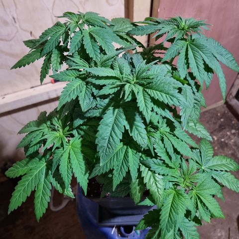 Ak47 Original growlog photo: Aplicamos procedimiento de bajo estrés (LST) a todas las plantas dentro del indor (6). El color de hojas es muy verde estas gigantes y hermosas, además regamos según peso y sequedad de cada una, agregamos TopCropBigOne (2ml/lts) 1/2" y DeltaNueve (6ml/lts) todo esto en conjunto rogándole aproximadamente 1/2 litro por planta.