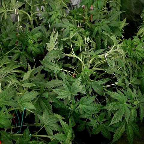 Ak47 Original growlog photo: Aplicamos procedimiento de bajo estrés (LST) a todas las plantas dentro del indor (6). El color de hojas es muy verde estas gigantes y hermosas, además regamos según peso y sequedad de cada una, agregamos TopCropBigOne (2ml/lts) 1/2" y DeltaNueve (6ml/lts) todo esto en conjunto rogándole aproximadamente 1/2 litro por planta.
