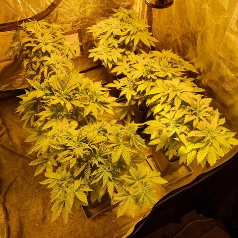 Ak47 Original growlog photo: Todo normal 