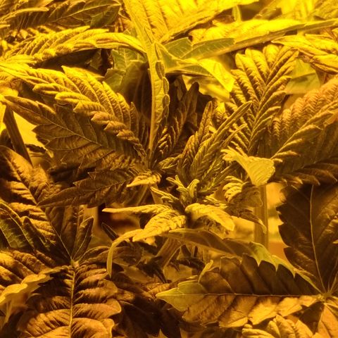Ak47 Original growlog photo: Todo normal 