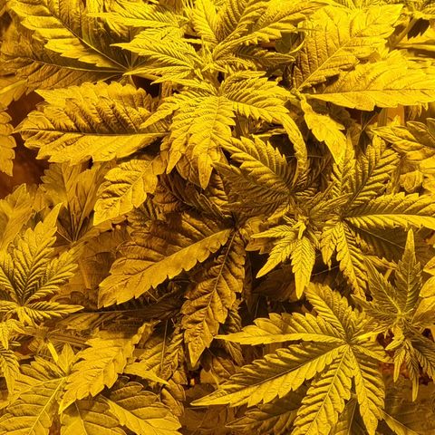 Ak47 Original growlog photo: Todo normal 