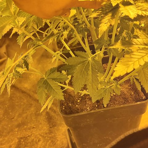 Ak47 Original growlog photo: Todo normal 