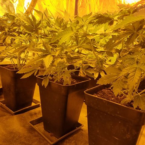 Ak47 Original growlog photo: Todo normal 