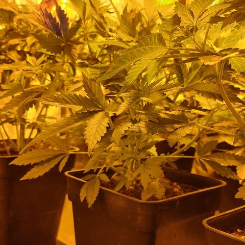 Ak47 Original growlog photo: Todo normal 