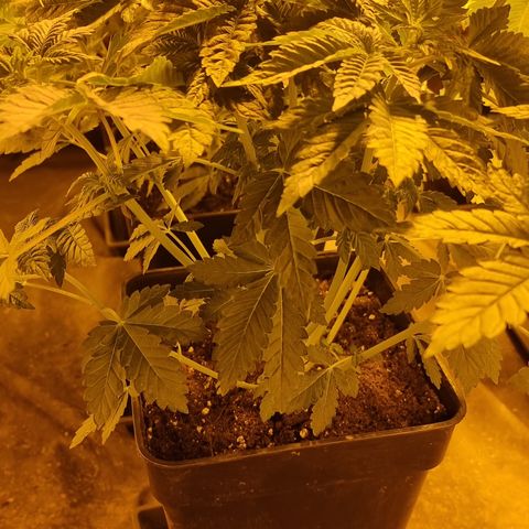 Ak47 Original growlog photo: Todo normal 