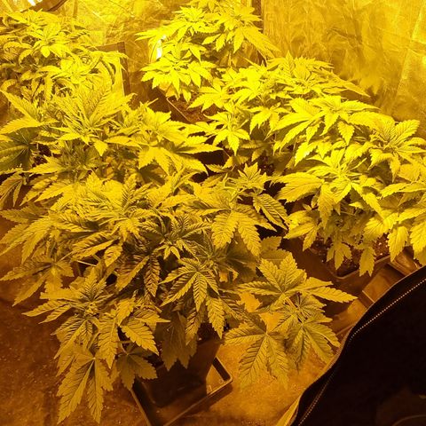 Ak47 Original growlog photo: Todo normal 