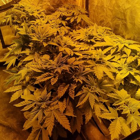 Ak47 Original growlog photo: Todo normal 