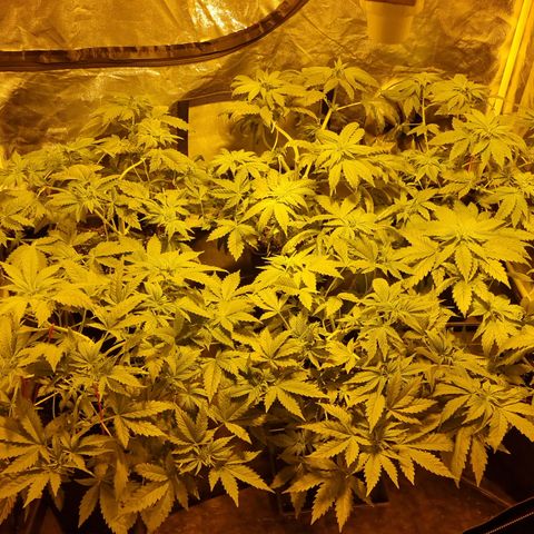 Ak47 Original growlog photo: De un día para otro el cambio fue grande, todas ya quedaron apuntando hacia la luz 