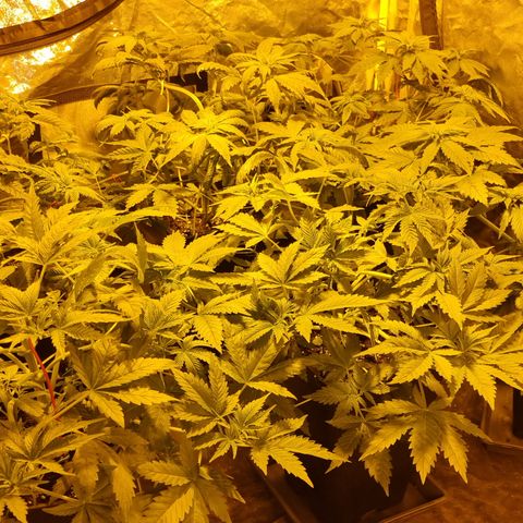 Ak47 Original growlog photo: De un día para otro el cambio fue grande, todas ya quedaron apuntando hacia la luz 