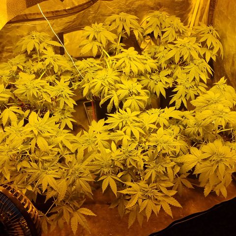 Ak47 Original growlog photo: Crecieron bastante, hay algunas que tiene evidentes signos de fertilización (ojas bajas completamentes amarillas) se regó con pura agua, fuero de eso todo normal 