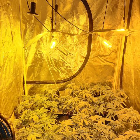 Ak47 Original growlog photo: Crecieron bastante, hay algunas que tiene evidentes signos de fertilización (ojas bajas completamentes amarillas) se regó con pura agua, fuero de eso todo normal 