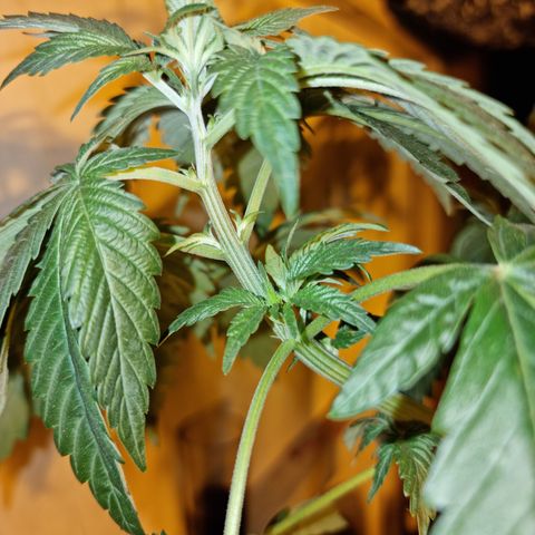 Ak47 Original growlog photo: Crecieron bastante, hay algunas que tiene evidentes signos de fertilización (ojas bajas completamentes amarillas) se regó con pura agua, fuero de eso todo normal 