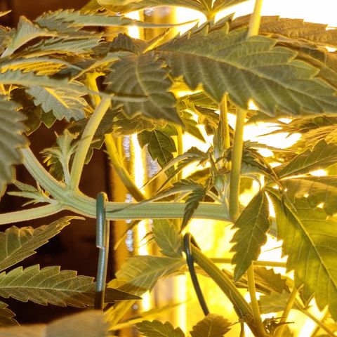 Ak47 Original growlog photo: Crecieron bastante, hay algunas que tiene evidentes signos de fertilización (ojas bajas completamentes amarillas) se regó con pura agua, fuero de eso todo normal 